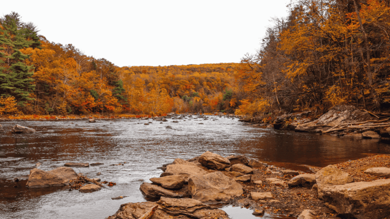A serene river flows through a forest with vibrant autumn foliage in warm hues of orange and brown, creating a peaceful and picturesque landscape.